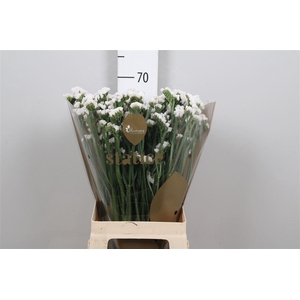 Statice White Starlight Wings | Heavy Quality