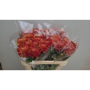 CHR G BIGOUDI RED