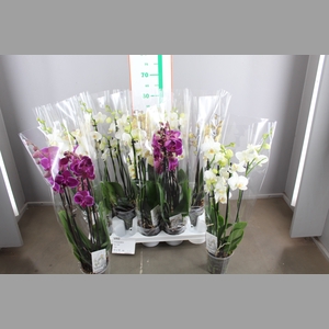 PHAL GEM