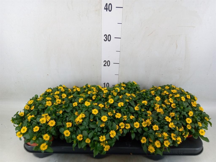 <h4>Sanvitalia proc.</h4>