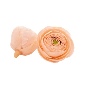 Ranunculus pea-89