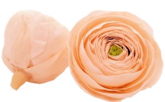 Ranunculus pea-89