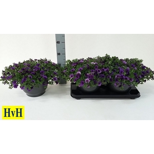 CALIB CA DARK BLUE