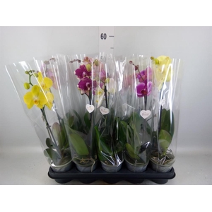 Phalaenopsis   ...mix