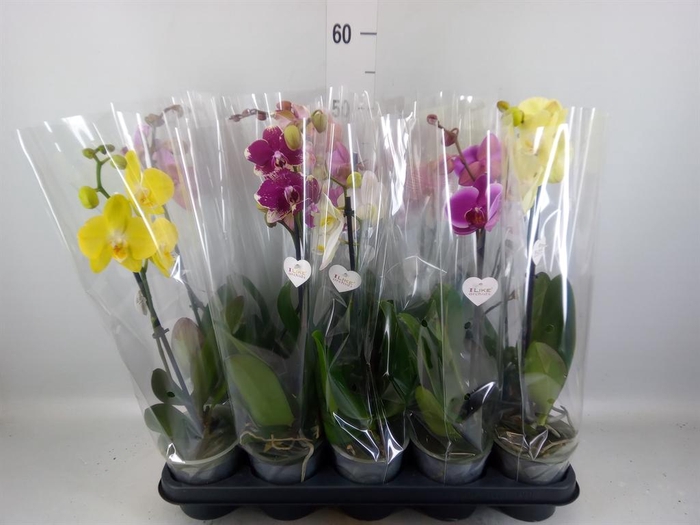 <h4>Phalaenopsis ...mix</h4>
