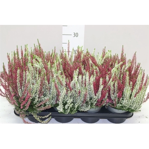 Calluna Beauty Lady Twin Girl