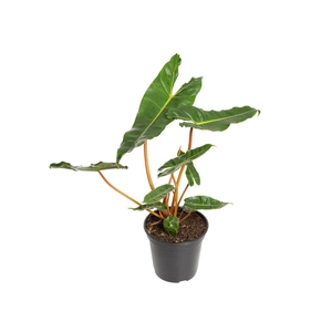 PHILODENDRON BILLIETIAE P17