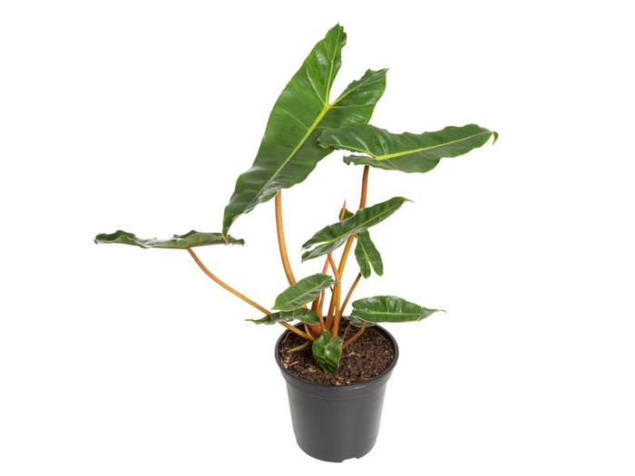 <h4>PHILODENDRON BILLIETIAE P17</h4>