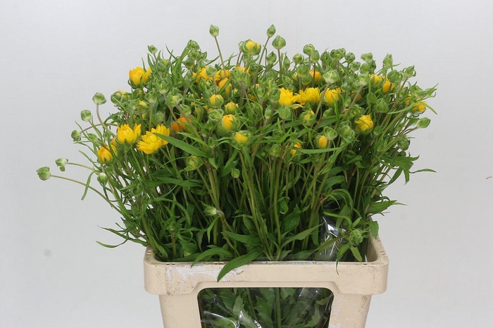 <h4>Ranunculus Moderna Star Proxima</h4>