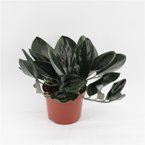 <h4>Scindapsus Treubii 'Dark'</h4>