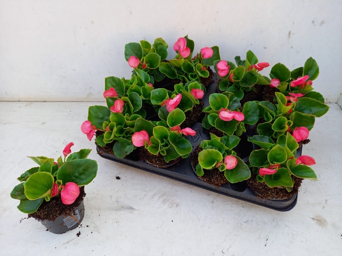 <h4>BEGO SE VOL PINK</h4>
