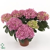 .Hydrangea macrophylla early rosa