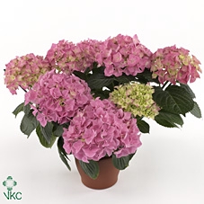 .Hydrangea macrophylla early rosa