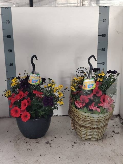 <h4>HANGING BASKETS</h4>