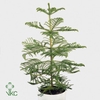 ARAUCARIA HETEROPHYL P17