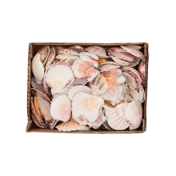 <h4>Shells Nature 0,875gr Nm</h4>