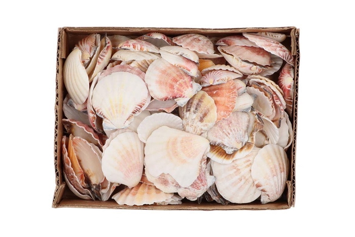 <h4>Shells Nature 0,875gr Nm</h4>