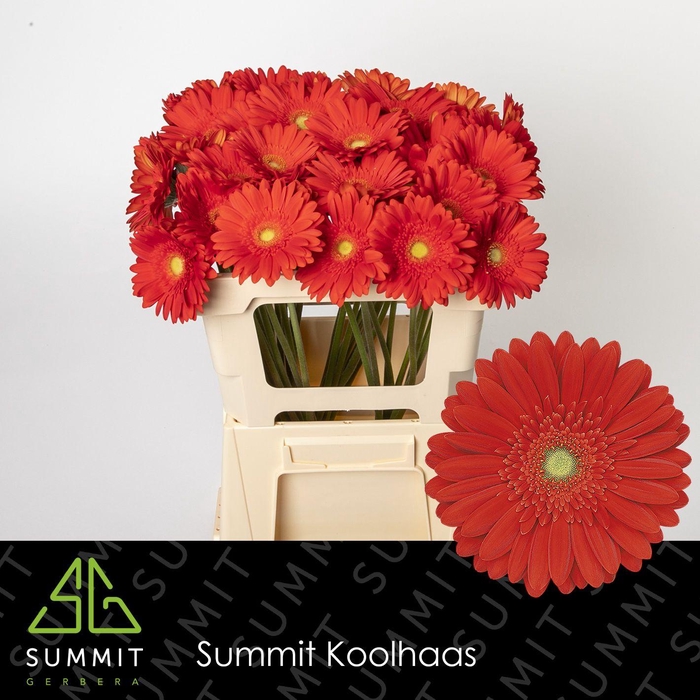 <h4>GE GR RED EXPLOSION</h4>