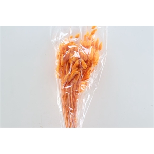 Dried Lagurus Orange Bunch Slv