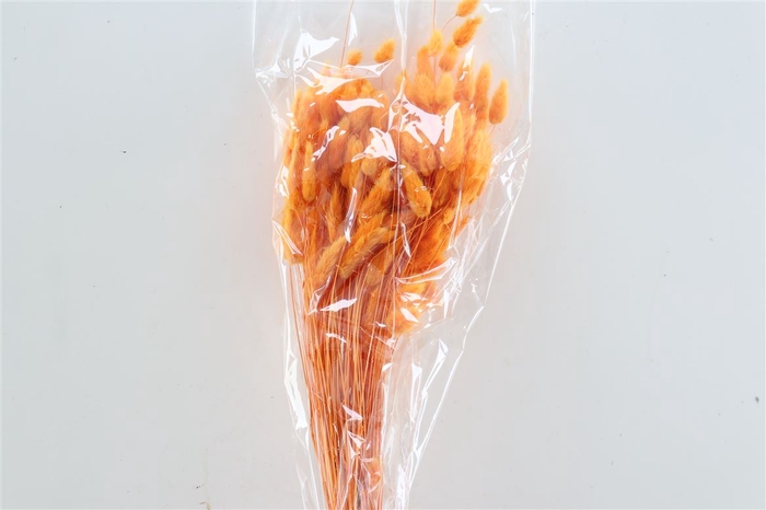 <h4>Dried Lagurus Orange Bunch Slv</h4>