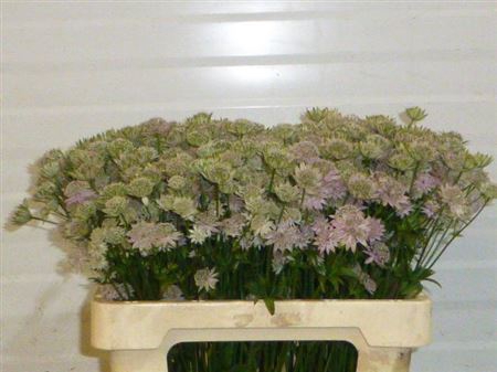 <h4>Astrantia Pink Sensation</h4>