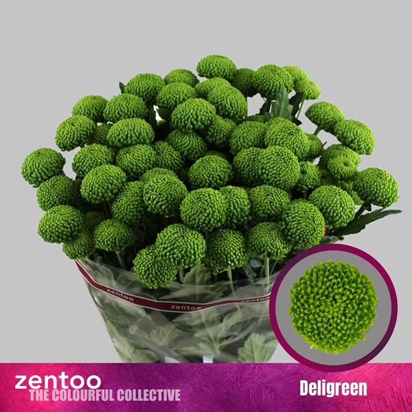 <h4>CHR T DELIGREEN</h4>