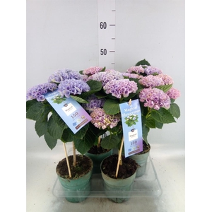 Hydrangea mac. 'Magical Revolution'