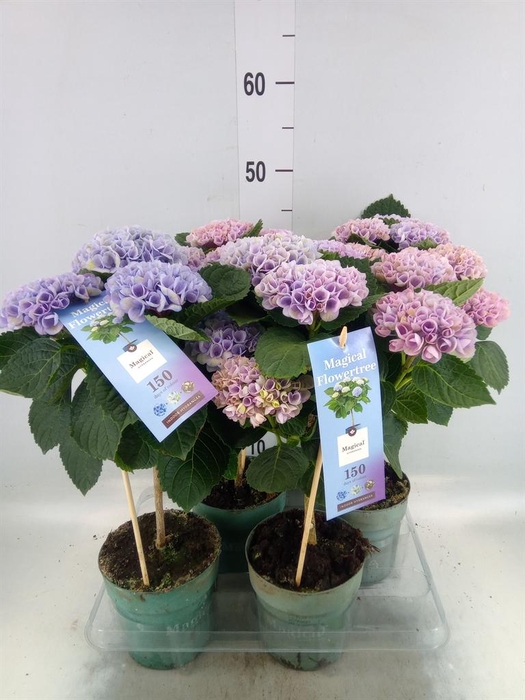 <h4>Hydrangea mac. 'Magical Revolution'</h4>