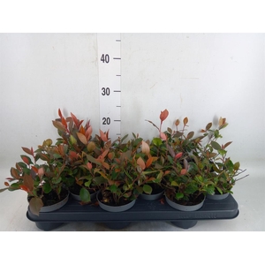 Photinia fraseri 'Little Red Robin'