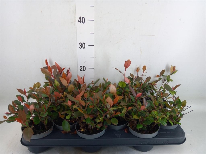 <h4>Photinia fraseri 'Little Red Robin'</h4>