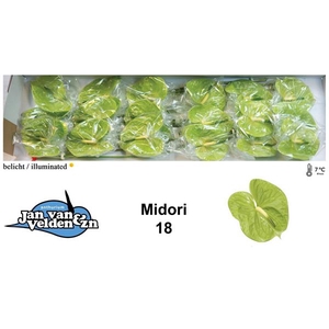 Anth A Midori 13 cm X18 Jan van Velden