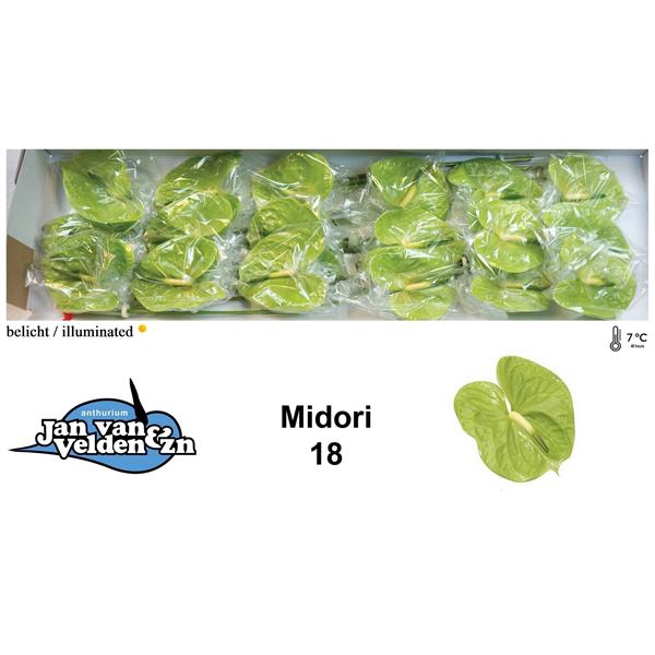 <h4>Anth A Midori 13 cm X18 Jan van Velden</h4>