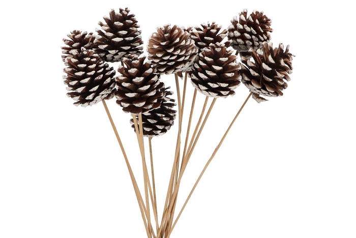 <h4>Pick Nat Pinecone Natural White 50cm Ass P/12</h4>