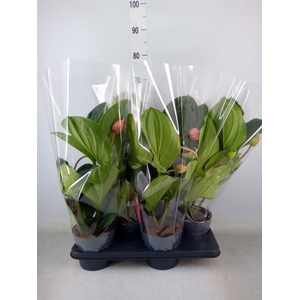 Medinilla magn. 'Flamenco'