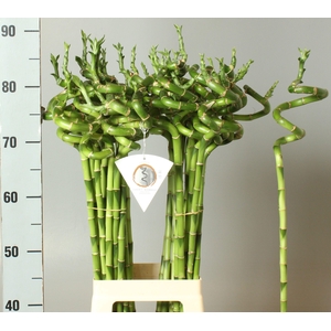 DRAC LUCKY BAMBOO