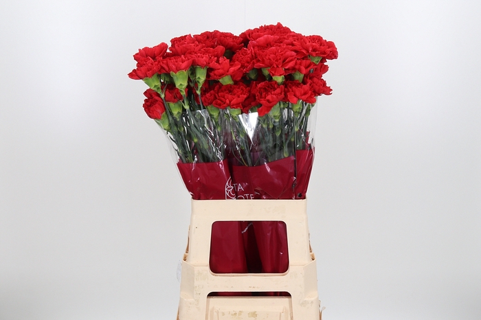 <h4>Di St Red</h4>