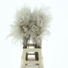 Dried Stipa Feather Natural