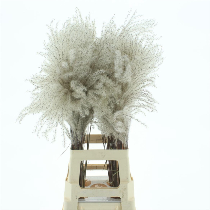 Dried Stipa Feather Natural