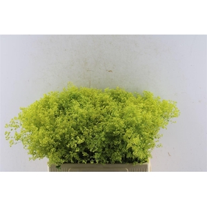 Alchemilla M Robustica