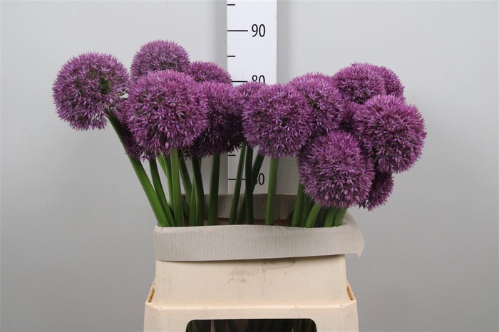 <h4>Allium Grootbloemig</h4>