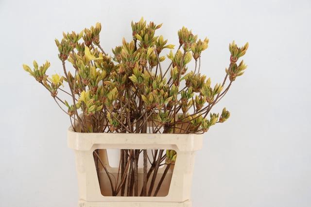 <h4>RHODO. YELLOW 080CM</h4>