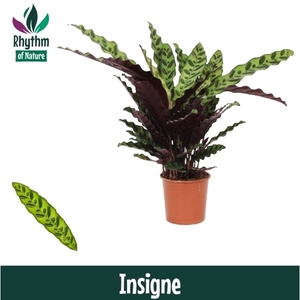 Calathea 14cm Insigne Rhythm of Nature (Lancifolia)