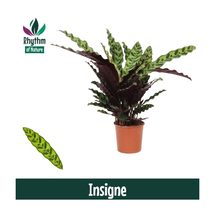 <h4>Calathea 14cm Insigne Rhythm of Nature (Lancifolia)</h4>