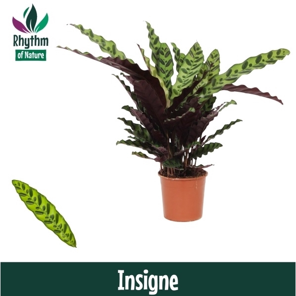 <h4>Calathea 14cm Insigne Rhythm of Nature (Lancifolia)</h4>