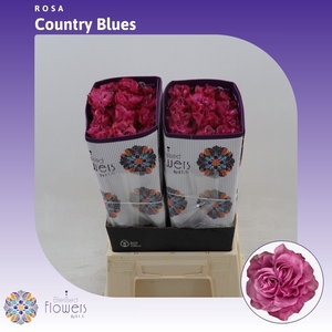Rosa gr Country Spirit Blues