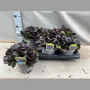 AJUGA REPT