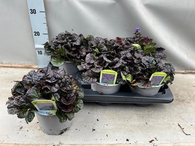 <h4>AJUGA REPT</h4>