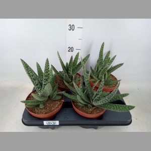 Gasteria