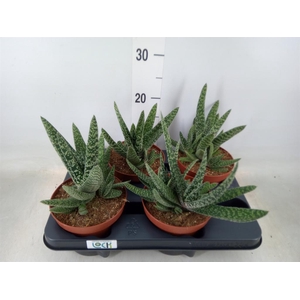 Gasteria