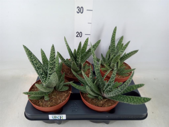<h4>Gasteria</h4>
